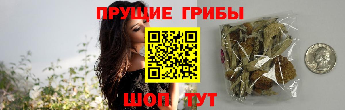 Галлюциногенные грибы Psilocybine cubensis Анжеро-Судженск